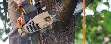 Best Pest Control for Lawns  in Hawley, PA