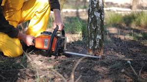 Best Arborist Consultation Services  in Hawley, PA