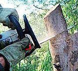 Best Tree Trimming and Pruning  in Hawley, PA