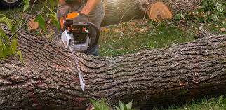 Best Stump Grinding and Removal  in Hawley, PA