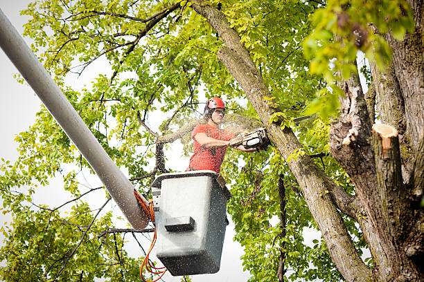 Hawley, PA Tree Care Pros