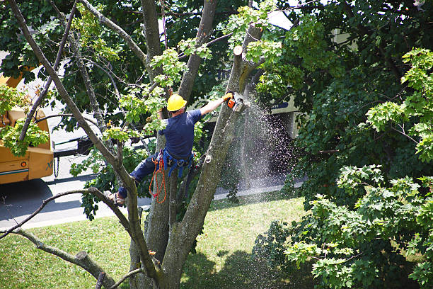 Best Lawn Mowing  in Hawley, PA