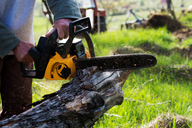 Best Tree Cabling and Bracing  in Hawley, PA