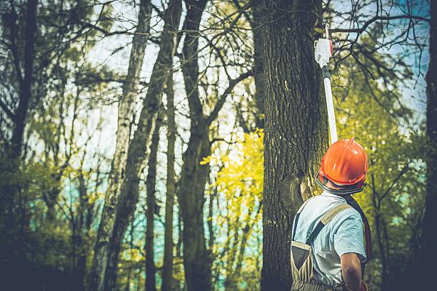 How Our Tree Care Process Works  in  Hawley, PA