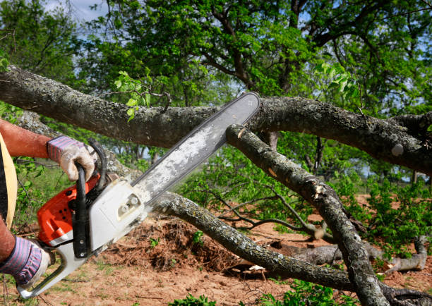 Best Tree and Shrub Care  in Hawley, PA